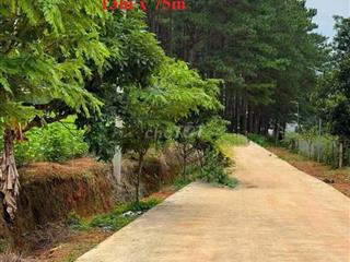 1.000m2 ĐẤT NAM BAN -VEN ĐÀ LẠT CẠNH RỪNG THÔNG 700TR(FULL), ĐƯỜNG LỚN