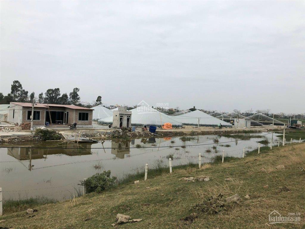 Chuyển nhượng trang trại tôm 3,2ha  nga sơn, thanh hóa. giá thương lượng