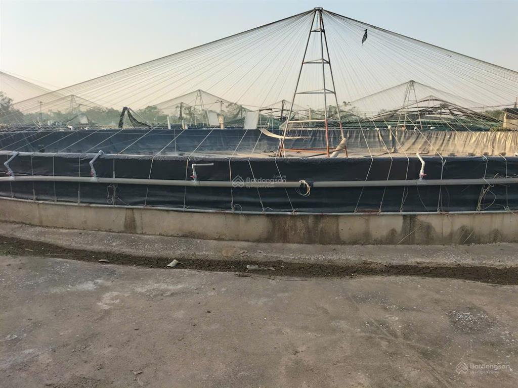Chuyển nhượng trang trại tôm 3,2ha  nga sơn, thanh hóa. giá thương lượng