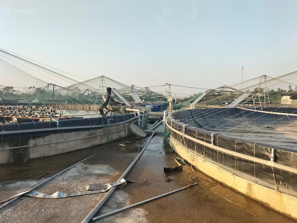 Chuyển nhượng trang trại tôm 3,2ha  nga sơn, thanh hóa. giá thương lượng
