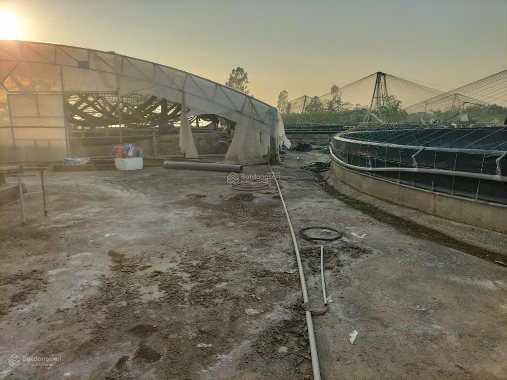 Chuyển nhượng trang trại tôm 3,2ha  nga sơn, thanh hóa. giá thương lượng