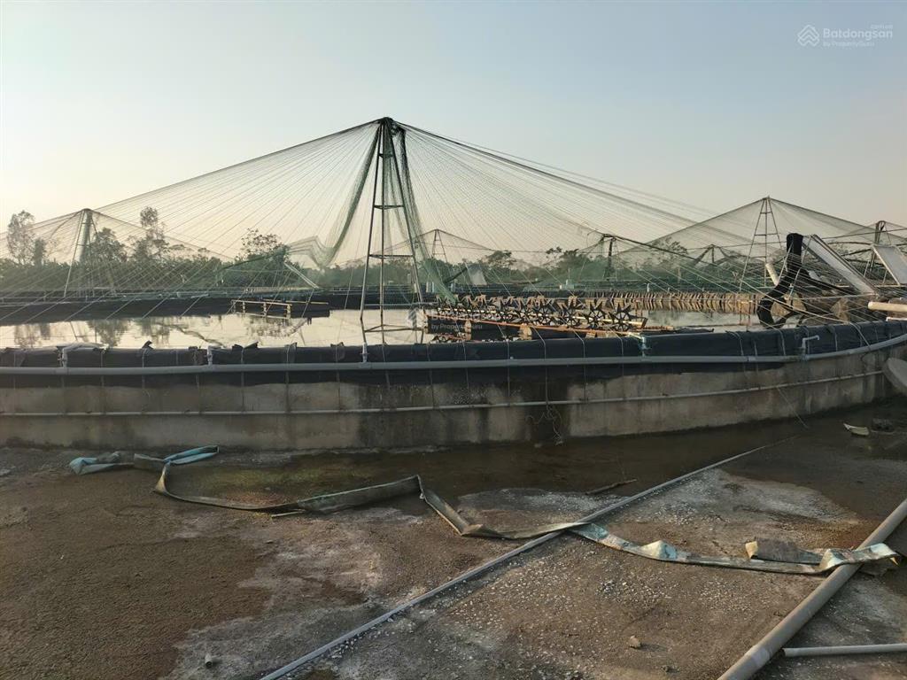 Chuyển nhượng trang trại tôm 3,2ha  nga sơn, thanh hóa. giá thương lượng