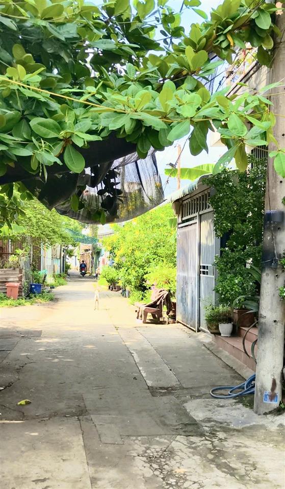 218.2m2 full thổ cư đất hẻm xe hơi  nở hậu khủng 11.65m  giá chỉ 45 tr/m2