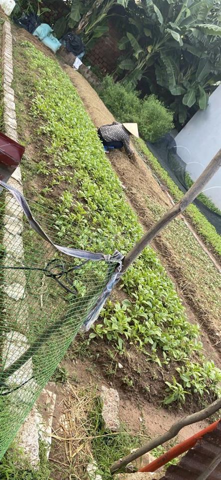 BÁN LÔ ĐẤT VÀNG TÀNG PHONG TỤ KHÍ