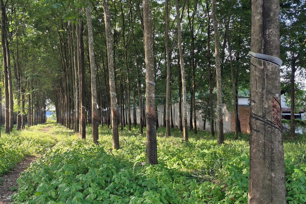 Đất 2 mặt tiền hùng vương 1106m², p. tây nam, tp. hcm (bến cát, bd cũ)