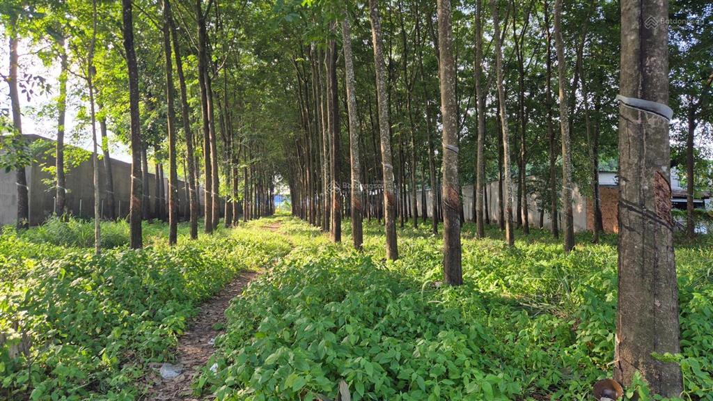 Đất 2 mt hùng vương ~5000m2, 300m2 thổ cư, p. tây nam tp. hồ chí minh (bến cát cũ)