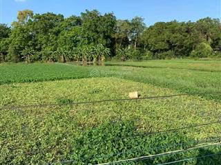 Cần sang nhượng 04 lô đất liền kề đường võ văn bích, xã bình mỹ, tp.hcm. sổ hồng từng lô