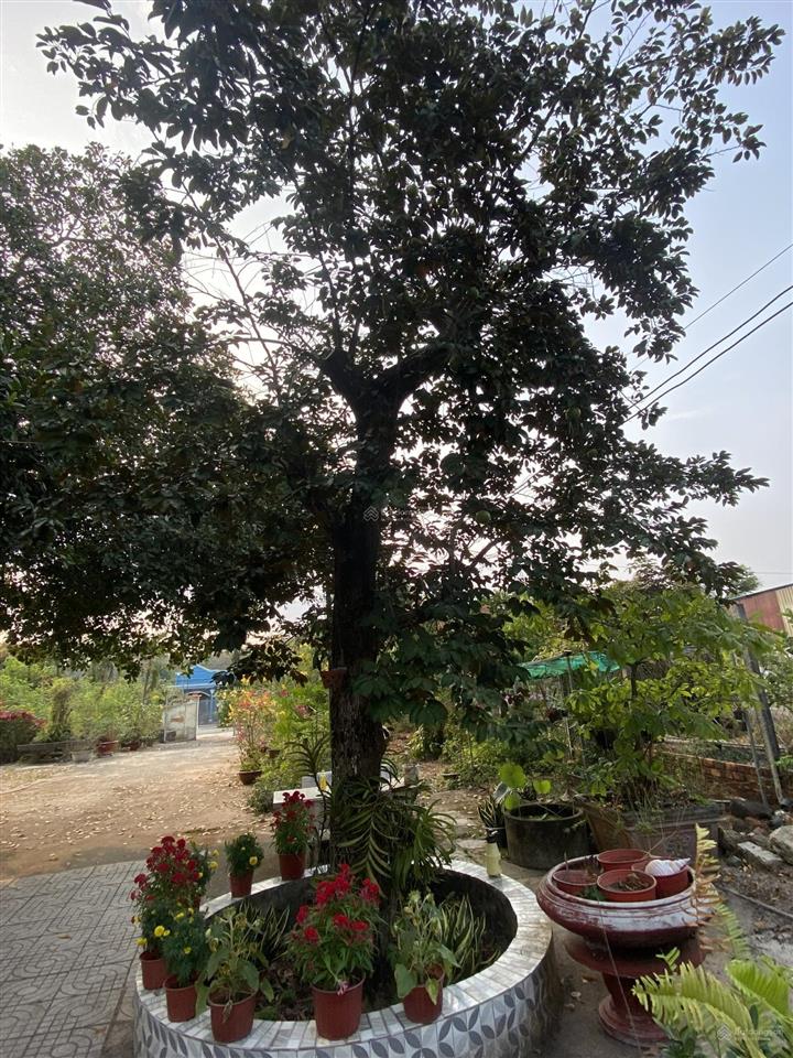 Bán đất biệt thự, mặt tiền đường lê đức thọ  tp. phú mỹ  brvt nay là phường tân thành  tp hcm