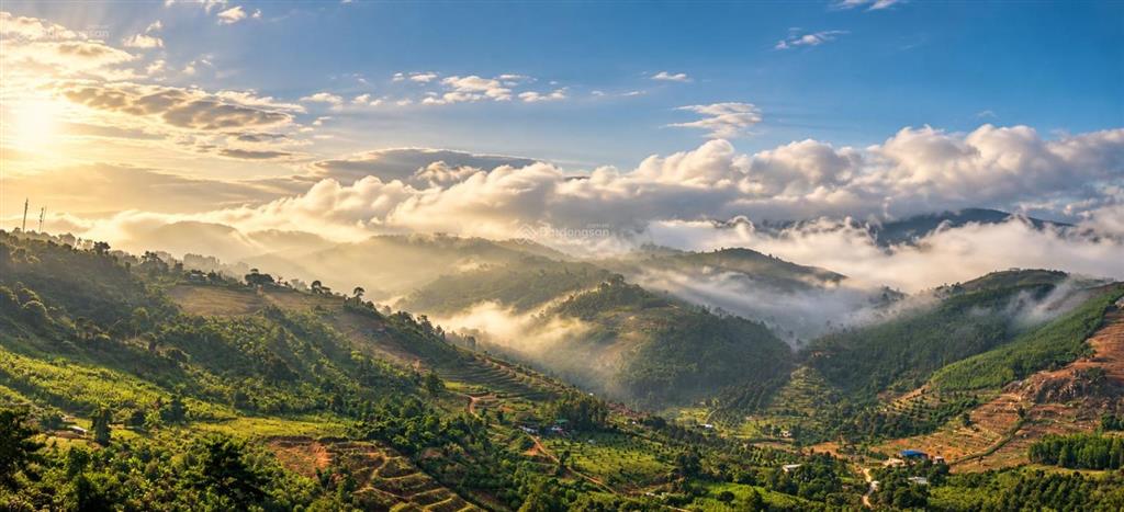 Bán vườn sầu riêng 14ha khánh sơn, khánh hòa vườn đang cho sản lượng diện tích lớn