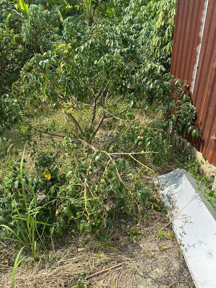 Nhà vườn 1086m2 xã hưng long bình chánh(đất vườn)