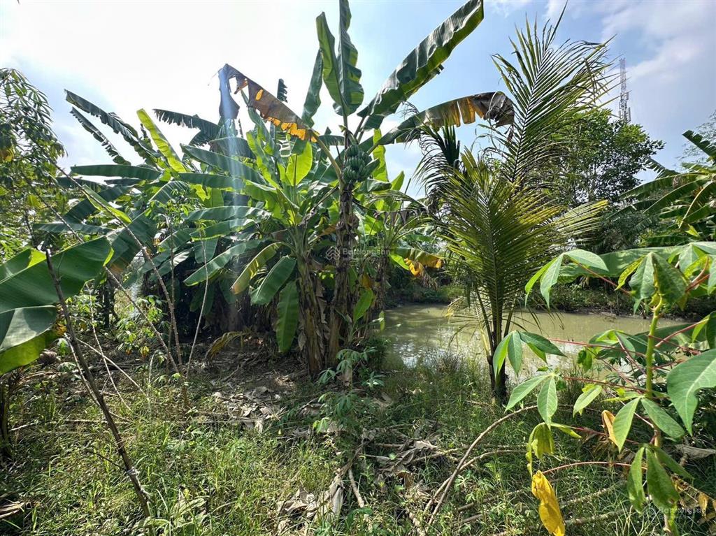 Nhà vườn 1086m2 xã hưng long bình chánh(đất vườn)