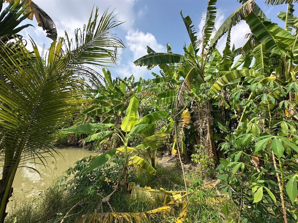 Nhà vườn 1086m2 xã hưng long bình chánh(đất vườn)