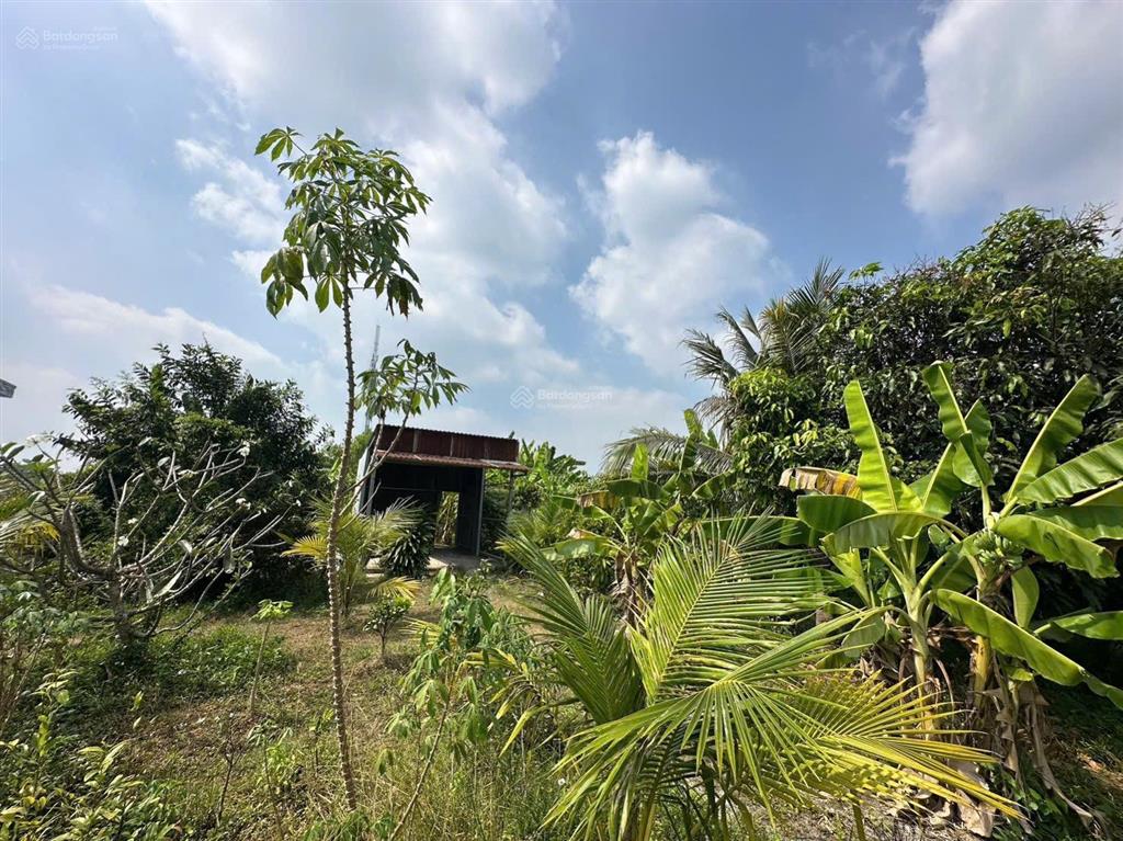 Nhà vườn 1086m2 xã hưng long bình chánh(đất vườn)