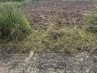 Đất nền 210m2 (6x35) có 100m2 thổ cư giá 265tr