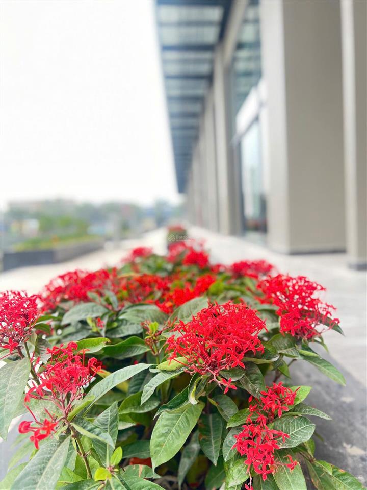 Căn 3pn này nửa năm trước gần 9 tỷ không mua được, mà giờ có hơn 7 tỷ, đừng bỏ qua