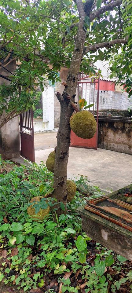Bán đất khu phân lô đấu giá tứ hiệp nhìn vườn hoa với 84m2 giá 23,5 tỷ đồng.  lộc  0962 658 ***