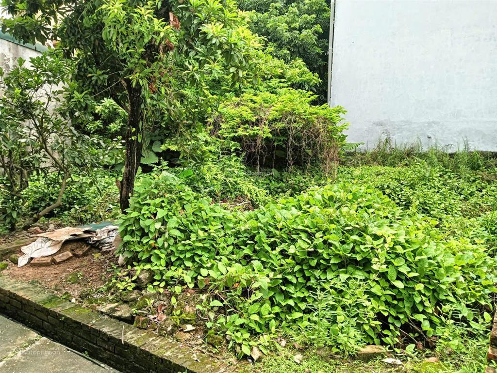 Hàng hiếm có khó tìm 1 lô duy nhất tại tổ 3 chi đông cũ  diện tích 42m2 mặt tiền 5 mét