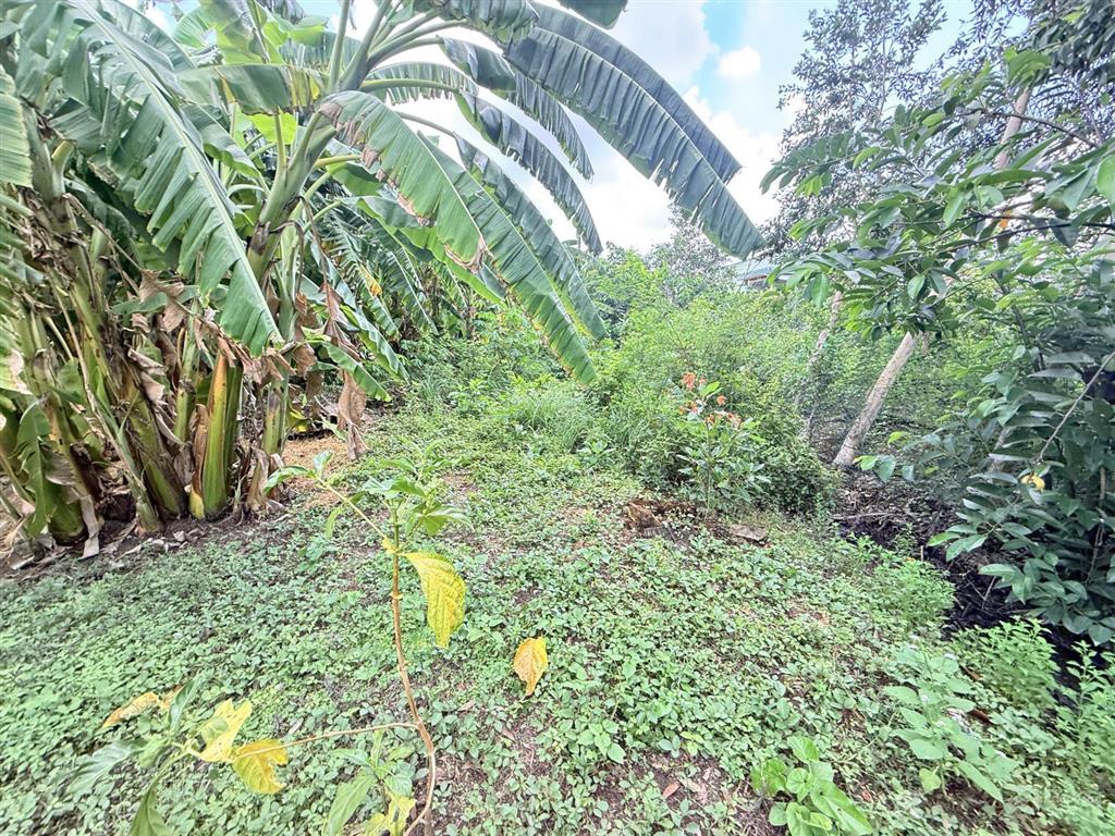 Bán đất tại đan, tân phước tây, 1,2 tỷ, 300m2, view đẹp