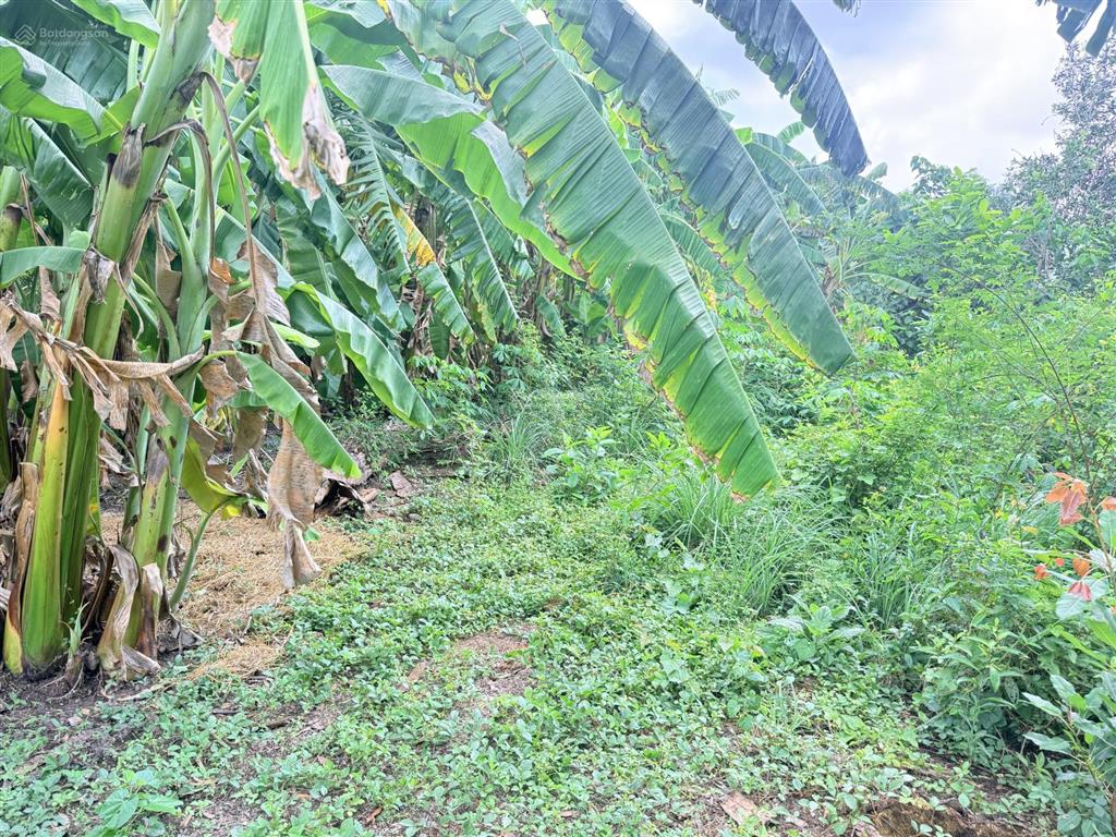 Bán đất tại đan, tân phước tây, 1,2 tỷ, 300m2, view đẹp