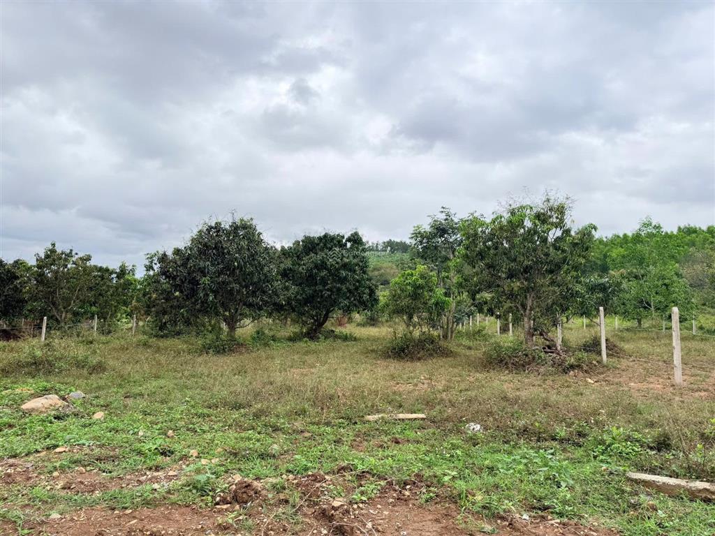 Diên lâm giáp ranh diên sơn cách trung tâm diên khánh, giá 420 tr