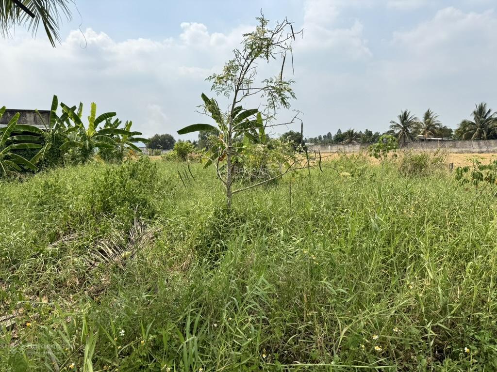 Full thổ  mặt tiền đường nhựa 8m  gần unbd, chợ
