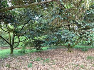 Bán khoảng 1 mẫu 2 (12.408m2) đất xã láng lớn, huyện châu đức, brvt cũ). giá 13,5 tỷ