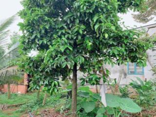 Bán khoảng 1 sào 6 (1622m2) đất xã kim long, tp. hcm. giá 1,8 tỷ