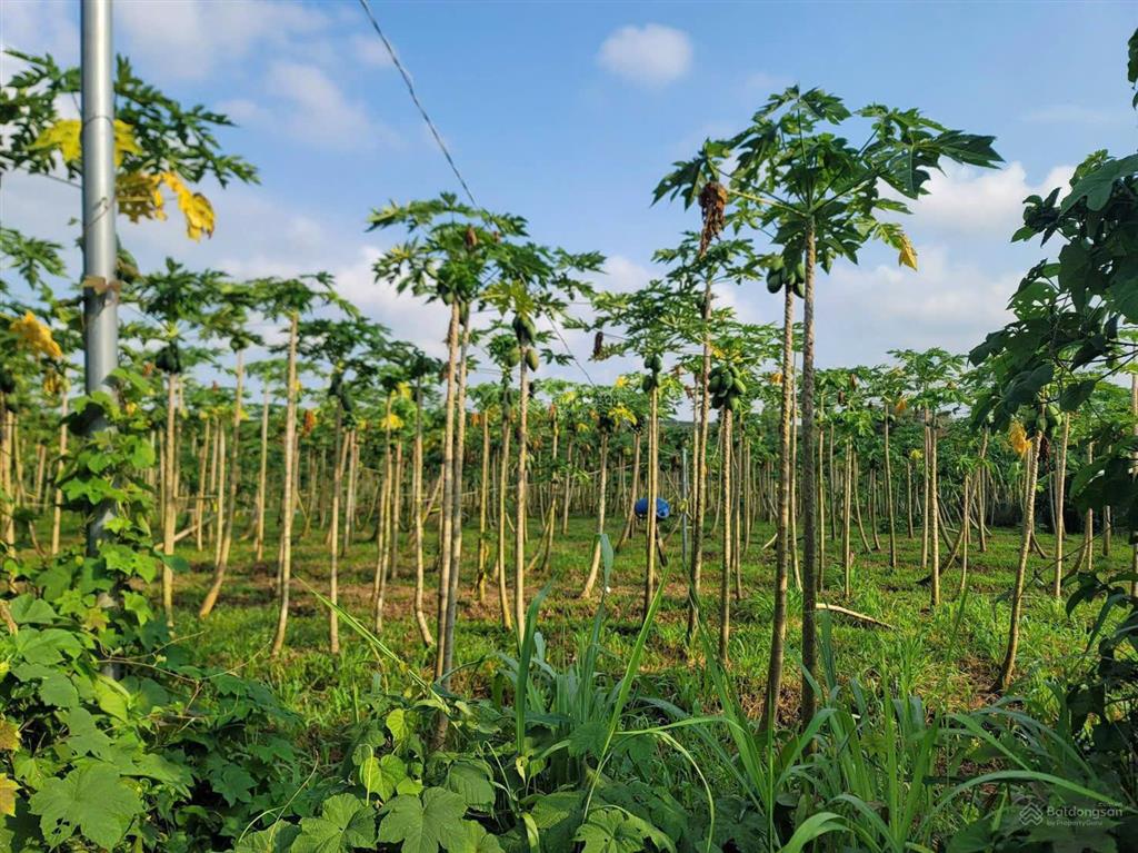 Bán khoảng 2 sào (2000m2) đất xã kim long, tp.hcm. giá 3 tỷ.