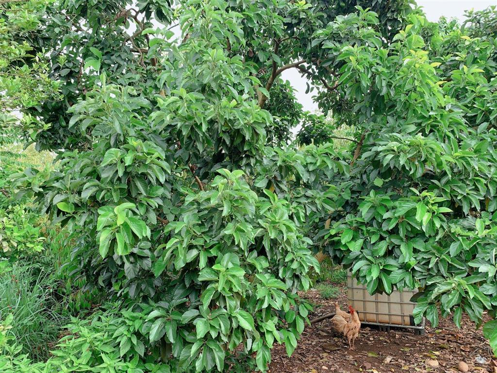 Bán khoảng 1 mẫu 2 (12.104m2) đất phường tân thành, tp. hcm. giá 24 tỷ