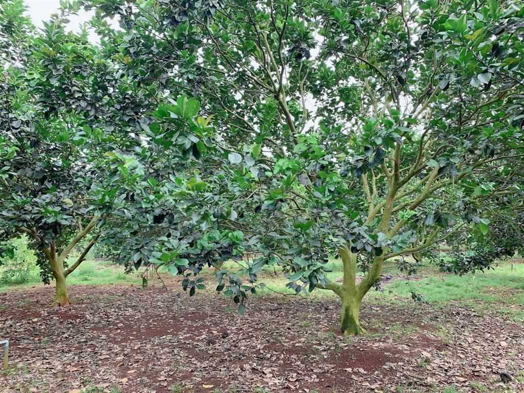 Bán khoảng 1 mẫu 2 (12.104m2) đất phường tân thành, tp. hcm. giá 24 tỷ