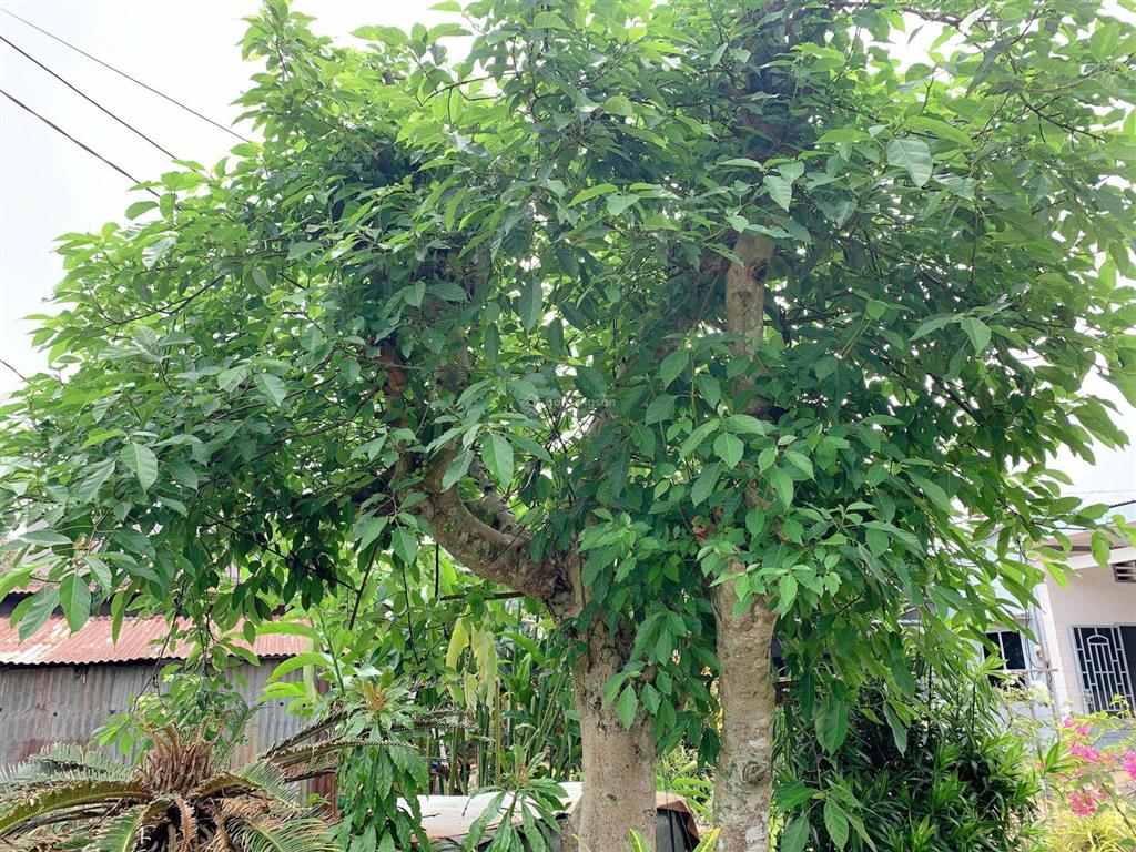 Bán khoảng 2 mẫu (20.258m2) đất phường tân thành, tp.hcm. giá 25 tỷ