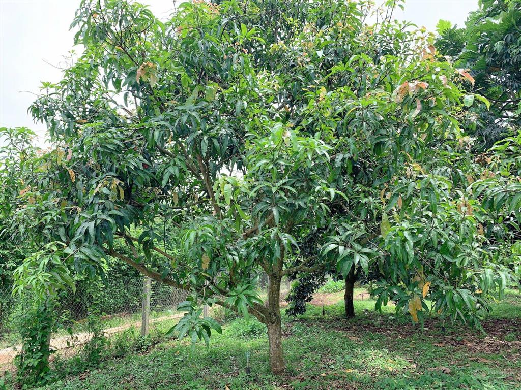 Bán khoảng 2 mẫu (20.258m2) đất phường tân thành, tp.hcm. giá 25 tỷ