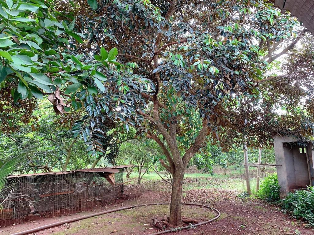 Bán khoảng 2 mẫu (20.258m2) đất phường tân thành, tp.hcm. giá 25 tỷ