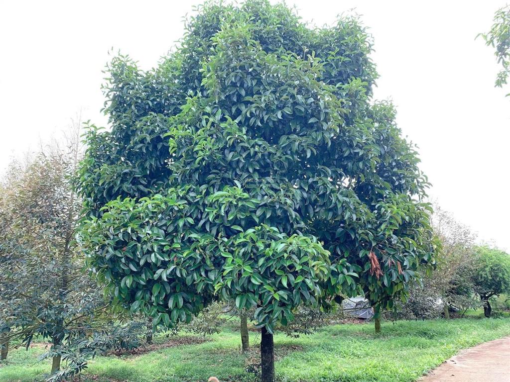 Bán khoảng 2 mẫu (20.258m2) đất phường tân thành, tp.hcm. giá 25 tỷ