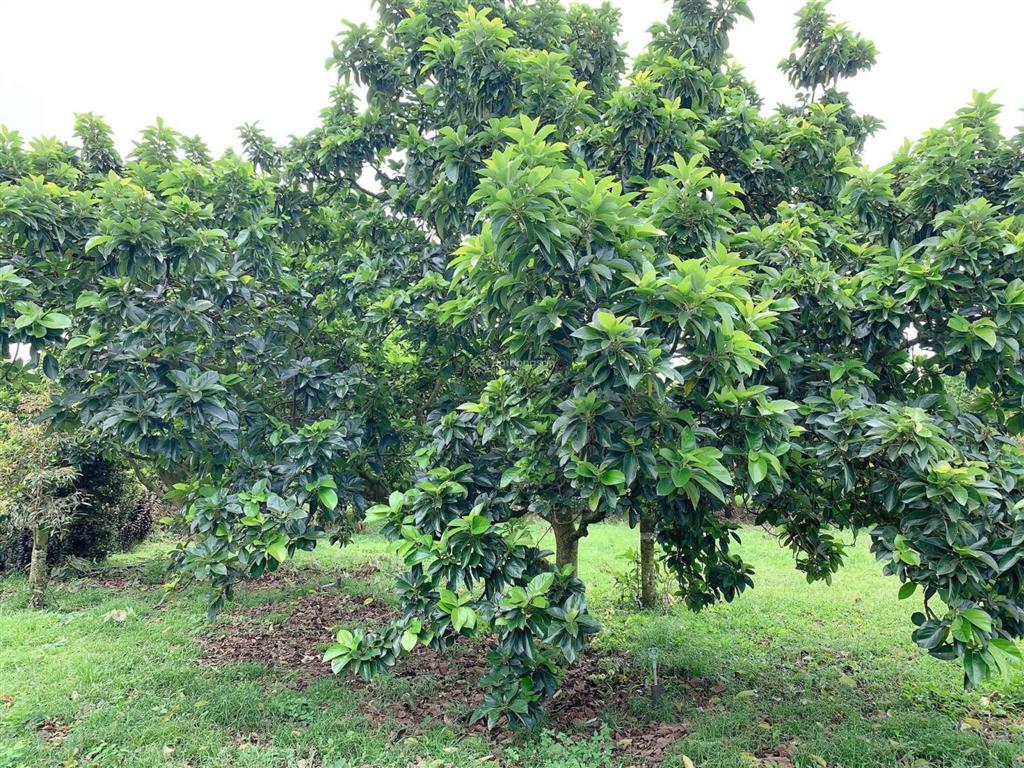 Bán khoảng 2 mẫu (20.258m2) đất phường tân thành, tp.hcm. giá 25 tỷ