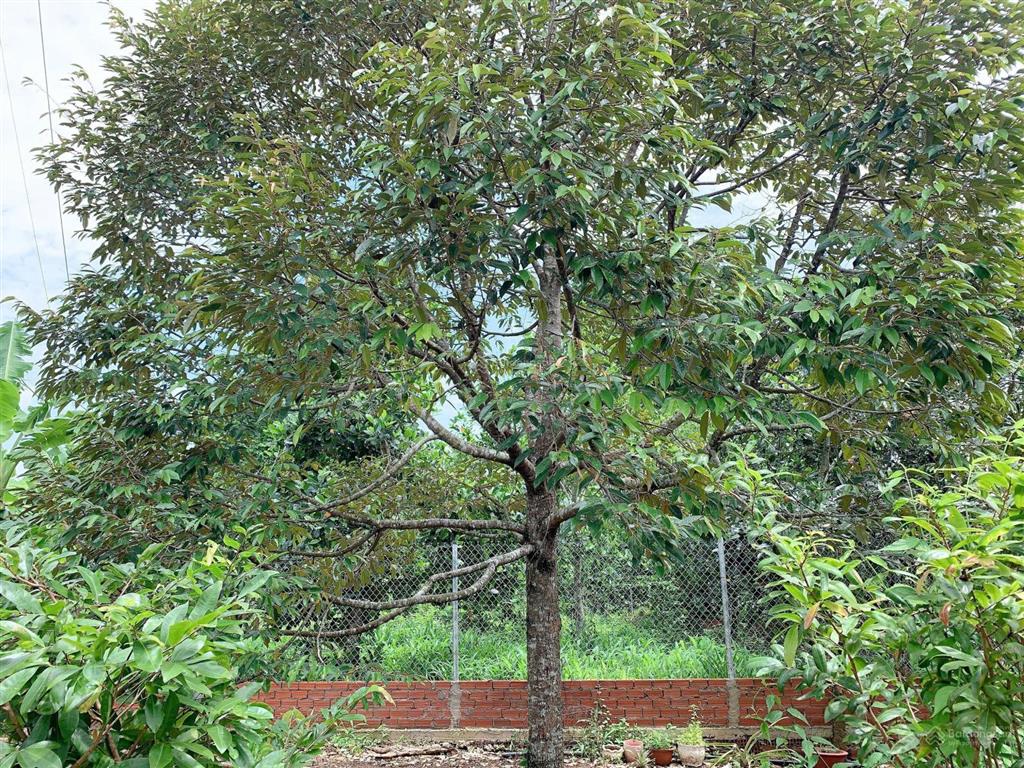 Bán khoảng 3 sào 4 (3411m2) đất xã kim long, tp.hcm. giá 5,3 tỷ.