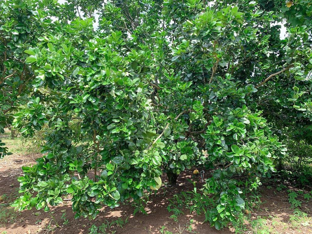 Bán khoảng 3 sào 4 (3411m2) đất xã kim long, tp.hcm. giá 5,3 tỷ.