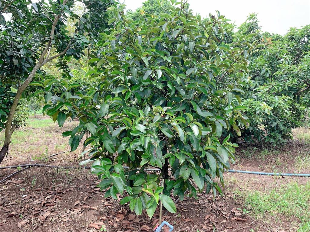 Bán khoảng 3 sào 4 (3411m2) đất xã kim long, tp.hcm. giá 5,3 tỷ.