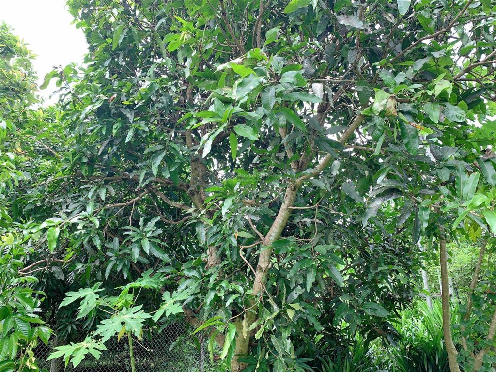 Bán khoảng 3 sào 4 (3411m2) đất xã kim long, tp.hcm. giá 5,3 tỷ.