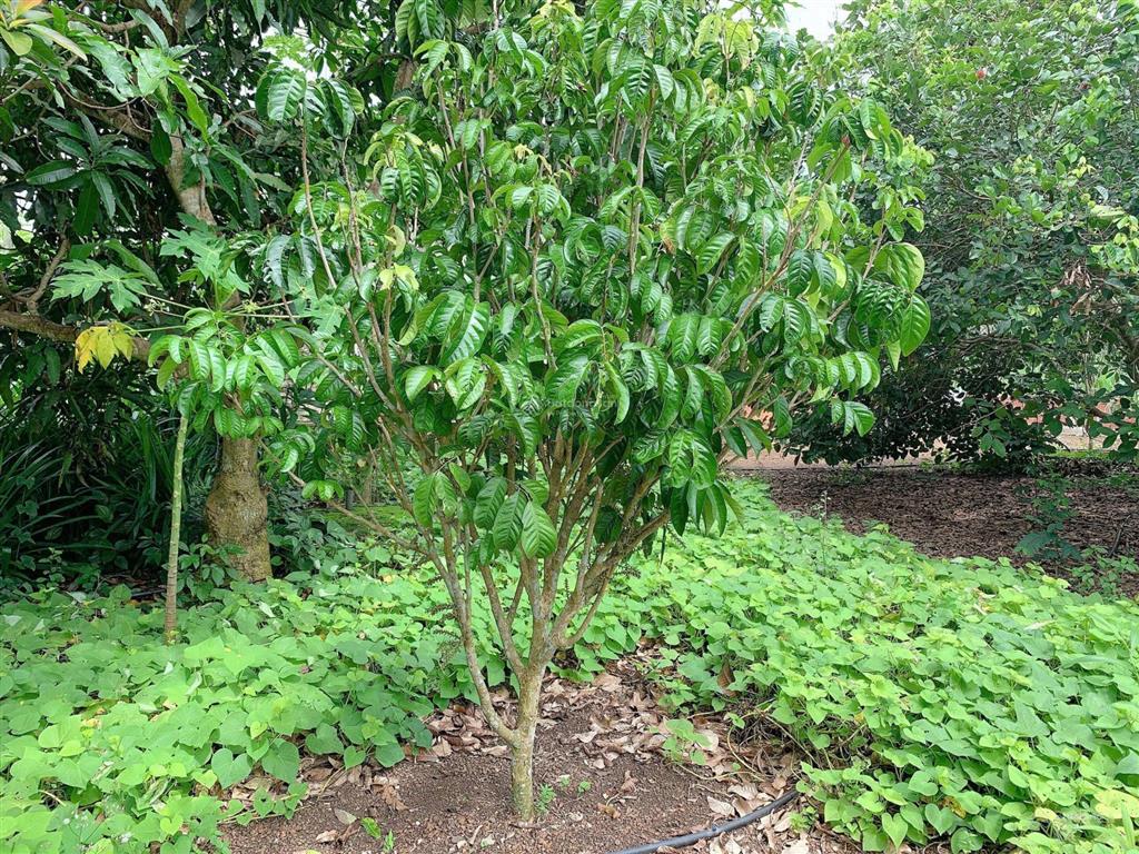 Bán khoảng 3 sào 4 (3411m2) đất xã kim long, tp.hcm. giá 5,3 tỷ.