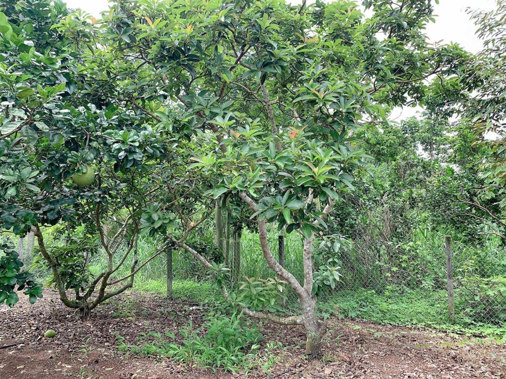 Bán khoảng 3 sào 4 (3411m2) đất xã kim long, tp.hcm. giá 5,3 tỷ.