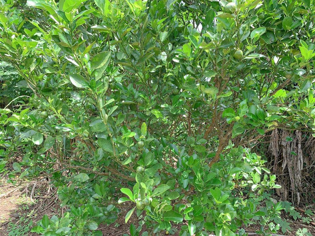 Bán khoảng 3 sào 4 (3411m2) đất xã kim long, tp.hcm. giá 5,3 tỷ.
