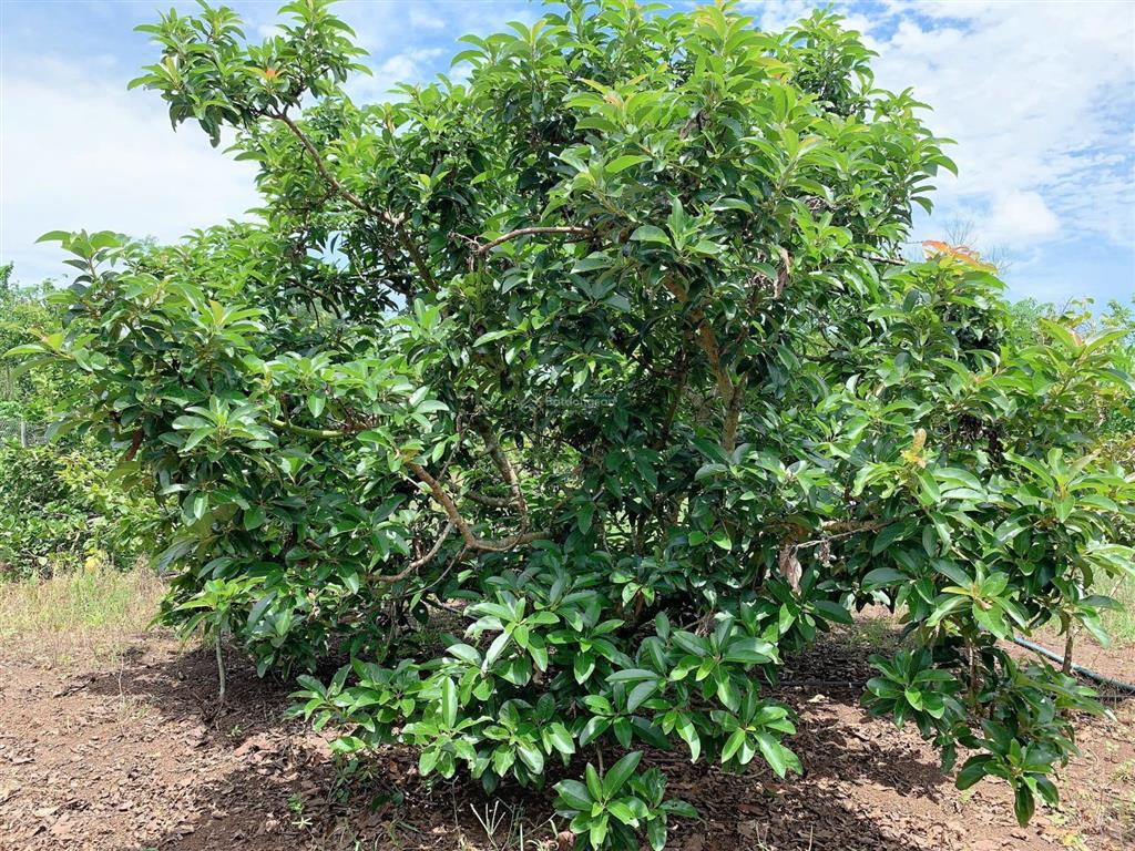 Bán khoảng 3 sào 4 (3411m2) đất xã kim long, tp.hcm. giá 5,3 tỷ.