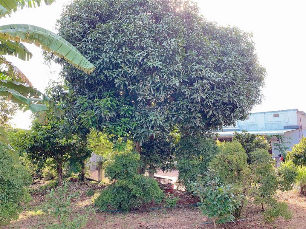 Bán khoảng hơn 1 mẫu 6 (16.240m2) đất xã kim long, tp. hcm. giá 24 tỷ 360tr