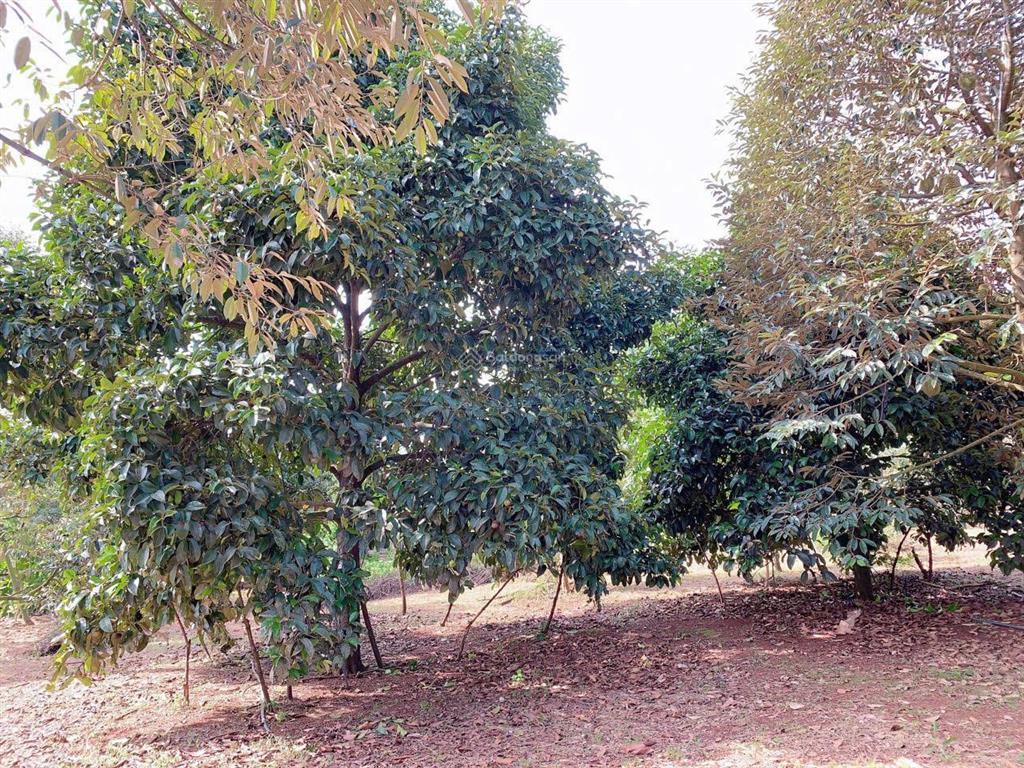 Bán khoảng hơn 1 mẫu 6 (16.240m2) đất xã kim long, tp. hcm. giá 24 tỷ 360tr