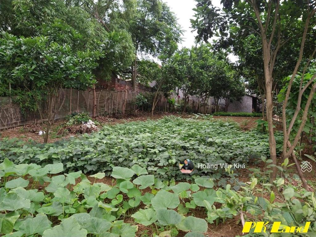 Bán đất 726m2 view cánh đồng tại bạch thạch, phú cát, hà nội giá 6 tỷ, đất đẹp đầu tư hoà lạc