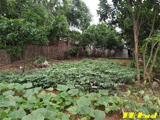 Bán đất 726m view cánh đồng tại bạch thạch, phú cát, hà nội giá 6 tỷ, đất đẹp đầu tư hoà lạc