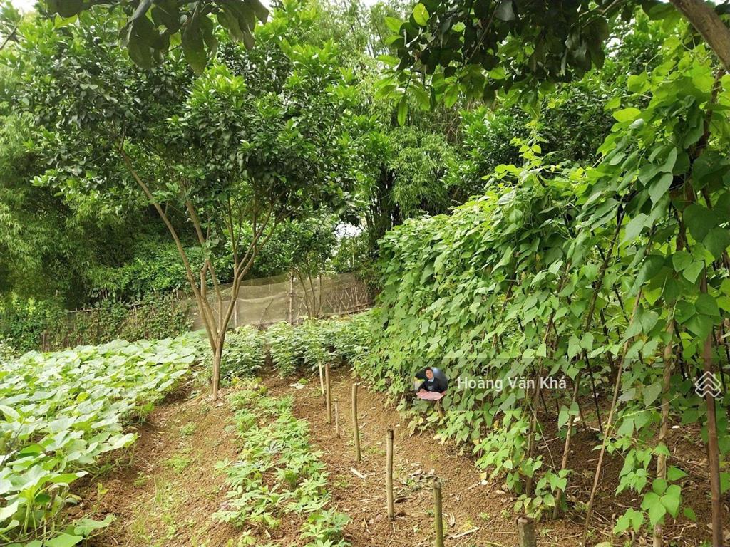 Bán đất 726m2 view cánh đồng tại bạch thạch, phú cát, hà nội giá 6 tỷ, đất đẹp đầu tư hoà lạc