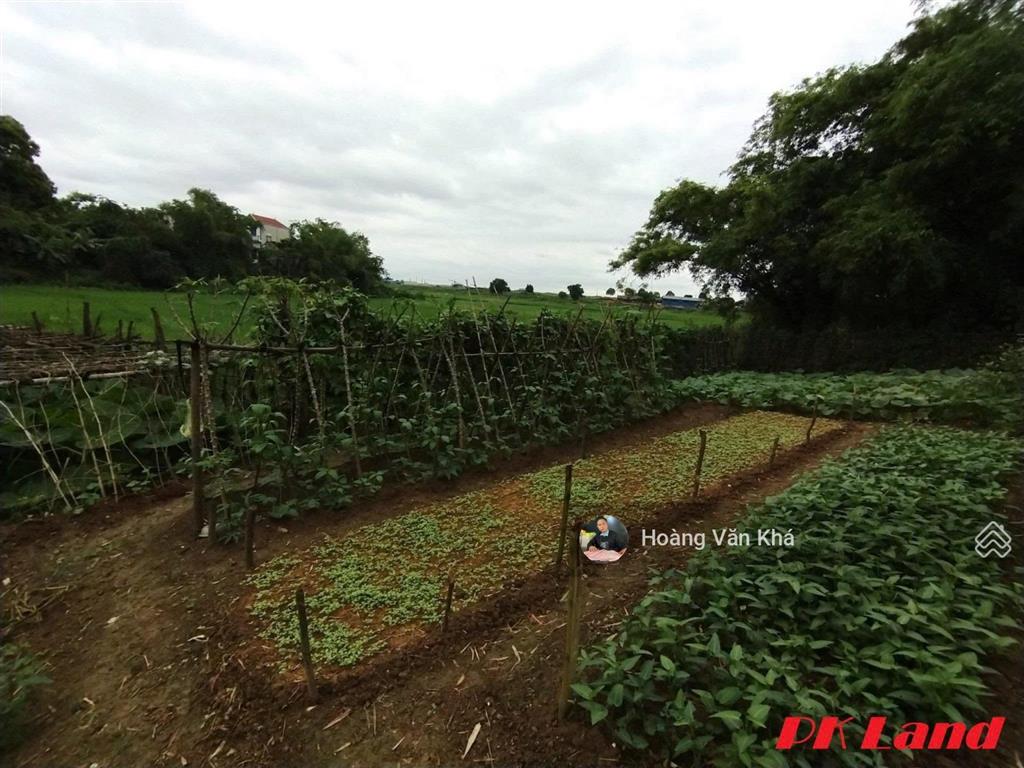 Bán đất 726m2 view cánh đồng tại bạch thạch, phú cát, hà nội giá 6 tỷ, đất đẹp đầu tư hoà lạc
