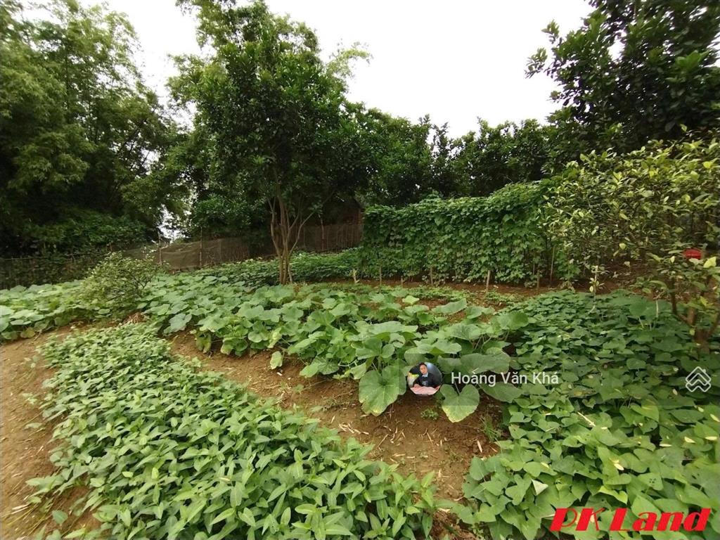 Bán đất 726m2 view cánh đồng tại bạch thạch, phú cát, hà nội giá 6 tỷ, đất đẹp đầu tư hoà lạc